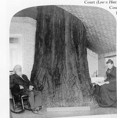 Estas-personas-hicieron-todo-lo-posible-para-salvar-el-árbol-de-su-casa-2