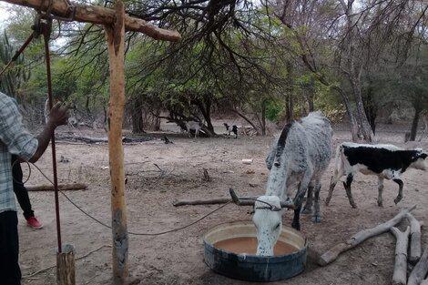 303089-116045-sequ-c3-ada-20vaca-20flaca_0