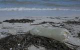 plastico playa