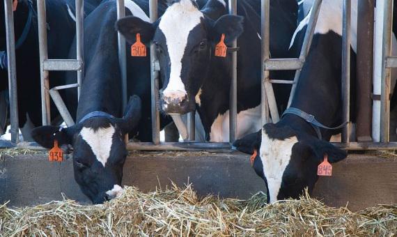 BBVAOpenMind-carne-artificial-1-1