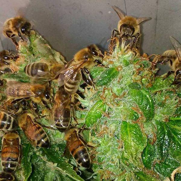 trainerbees-abejas-miel-cannabis_blog_full