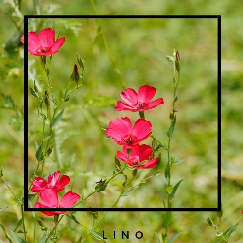 content_lino-tejido