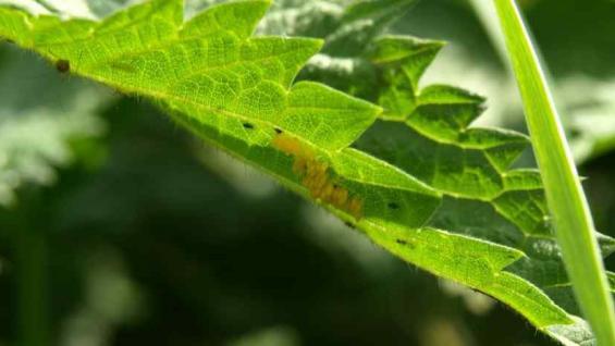 mariquitas-huevos_1560967723