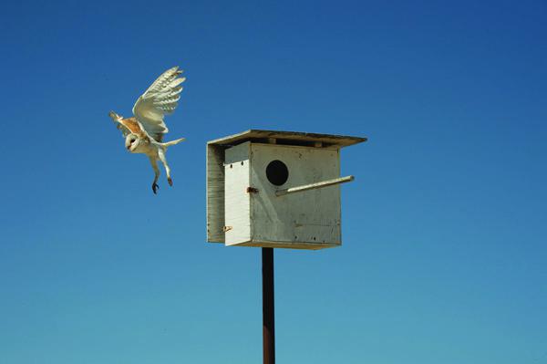 Owl-at-Chamisal-Vineyards_San-Luis-Obispo-County_cWine-Institute-California_Robert-Holmes-Photo