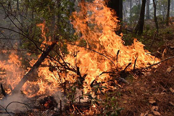 incendioForestal