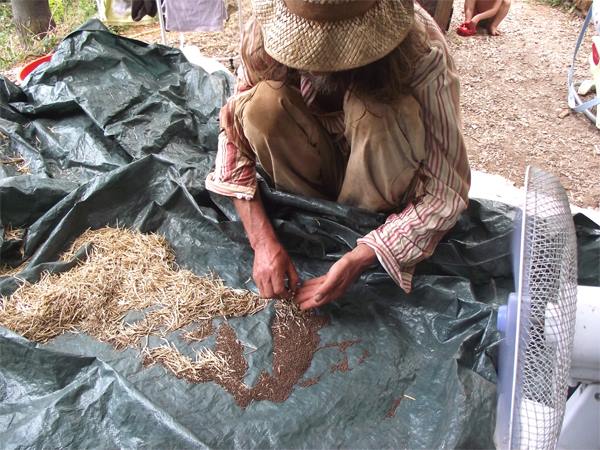 pascal-poot-extrait-les-semences-de-chou-brocolis-calabrais-a-jets-verts