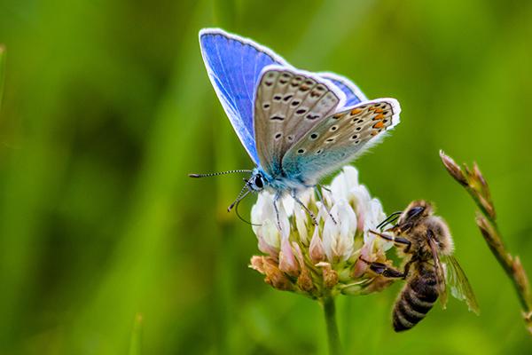 abejas-mariposas-jardin