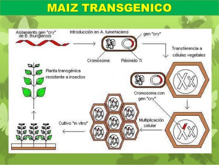 biotecnologia_maiz_bt-aeeef