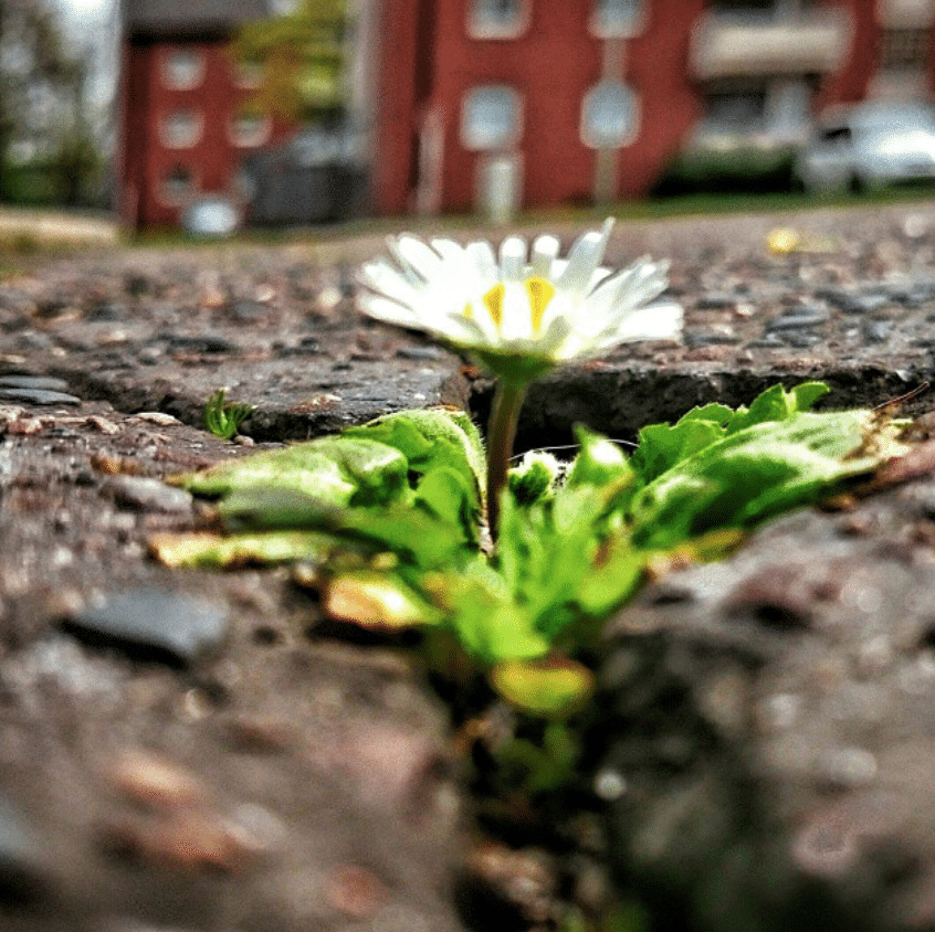 Captura-de-Pantalla-2020-06-26-a-las-13.50.33