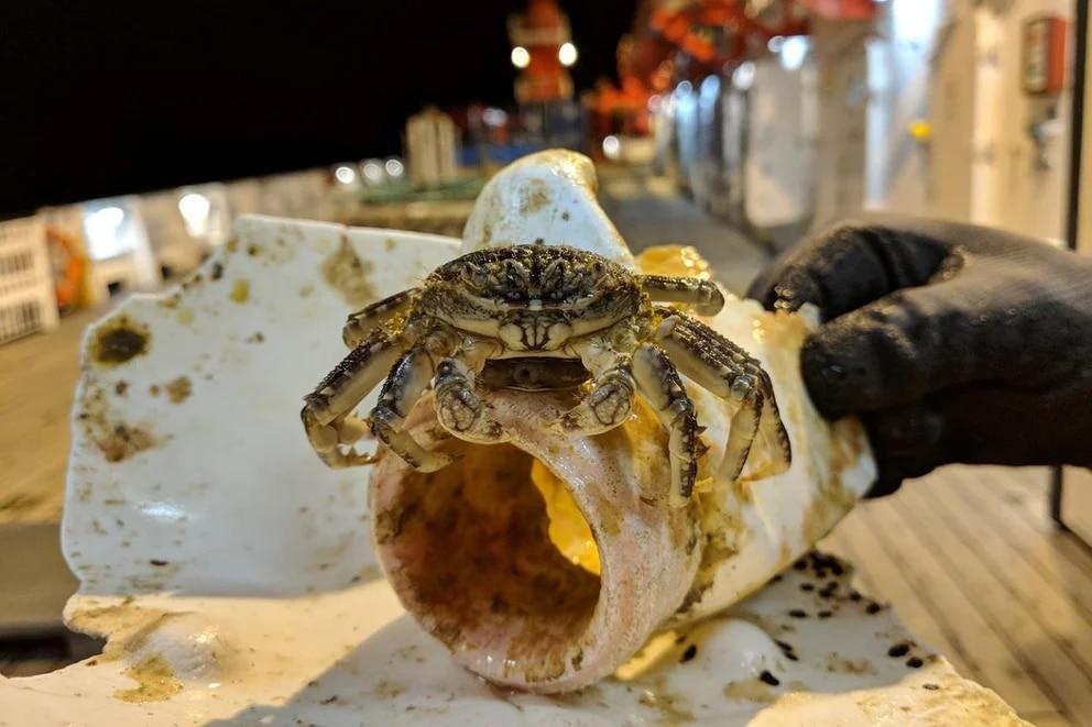 4VTEW3BFNZDNVBPDCWTGGTACCU