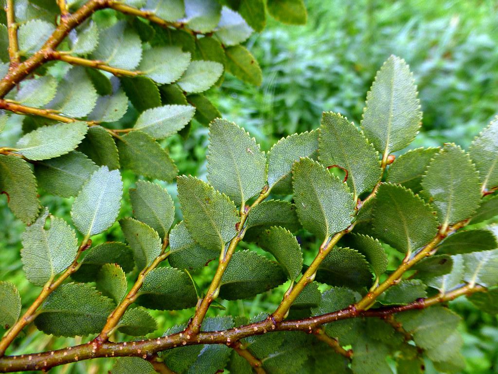 14391286724_1bcbc9aec8_b