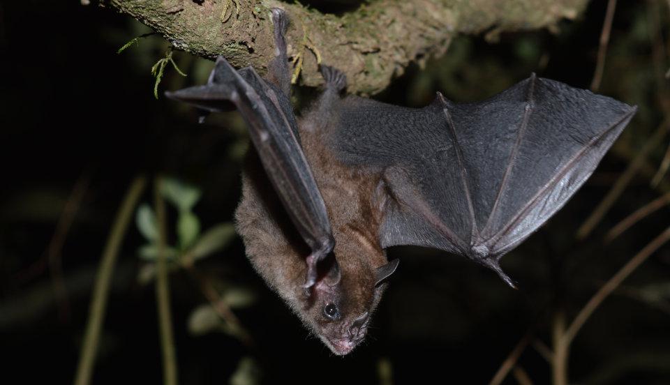 2020-fml-covid-19-02