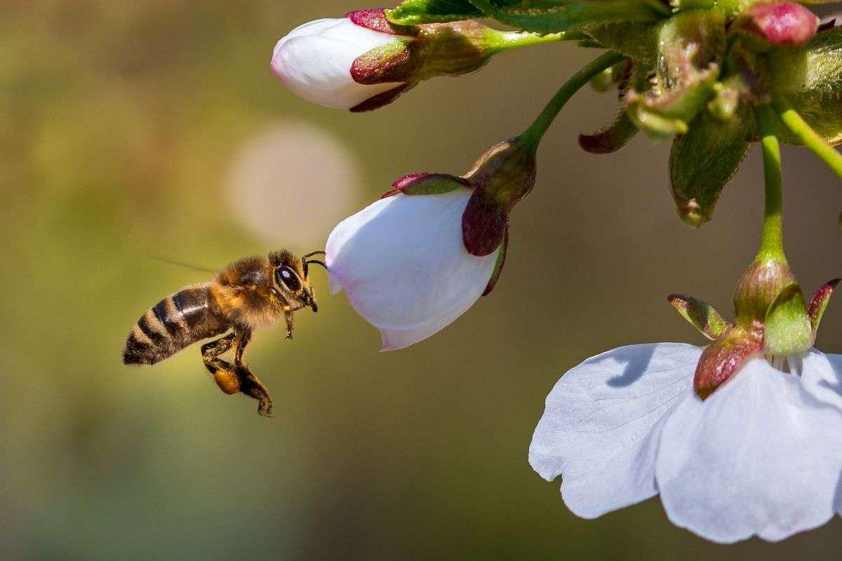 abejas-y-flores-2