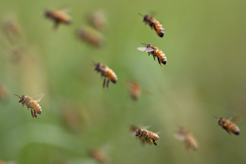 abejas-datos-sorprendentes-2