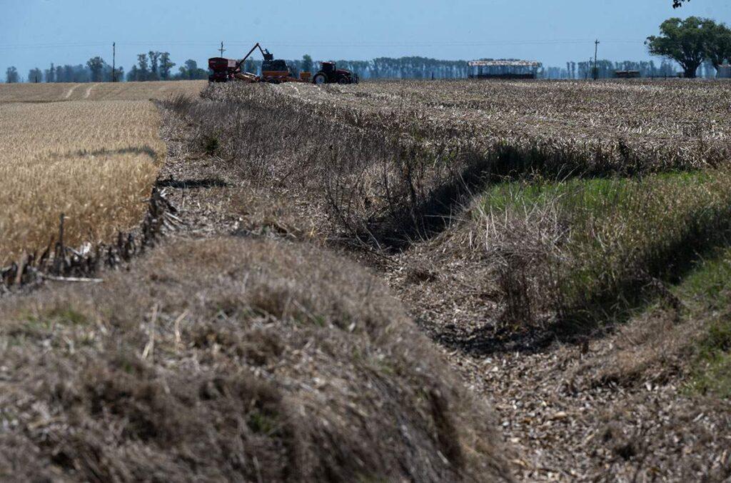 entrevista-walter_pengue_trigo_sequia002-1024x676