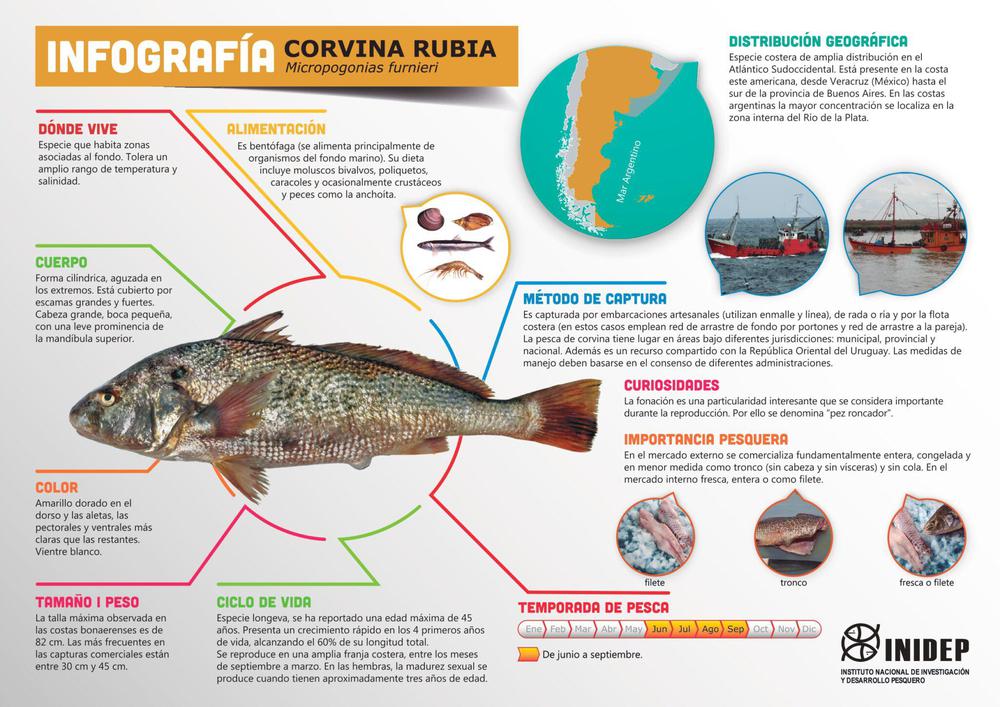 inidep_infografia-corvina_page-0001-2048x1448