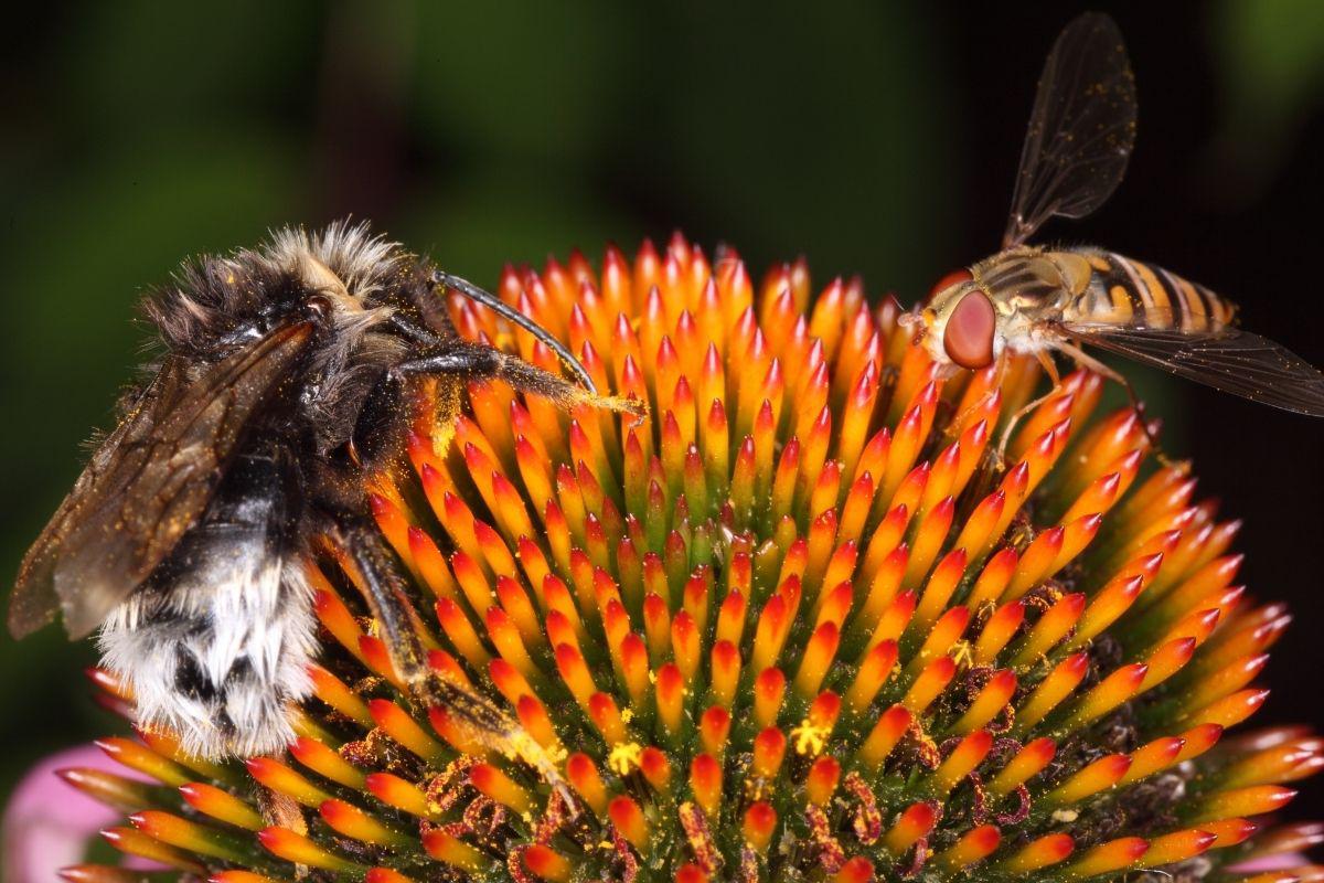 polinizadores-y-flores-9