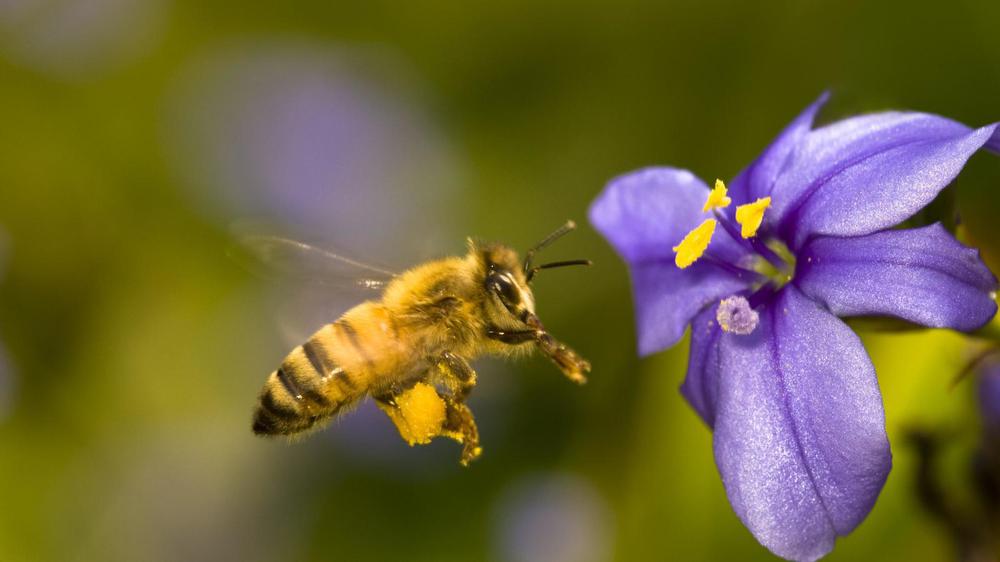 no-son-solo-las-abejas-moscas-y-hormigas-tambien-colaboran-en-la-polinizacion