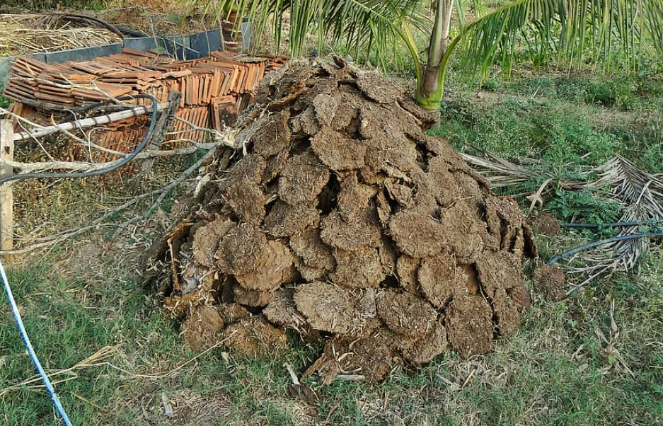 estiercol-de-vaca-en-California-5