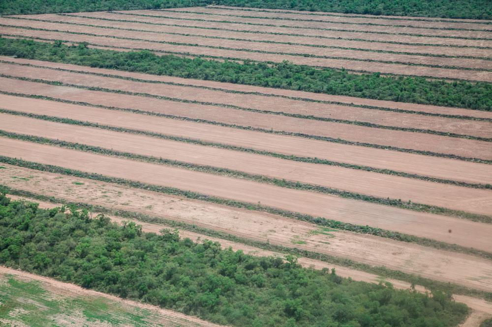 una-de-las-estancias-arrasadas-de-arboles-y-preparada-para-el-cultivo-de-soja