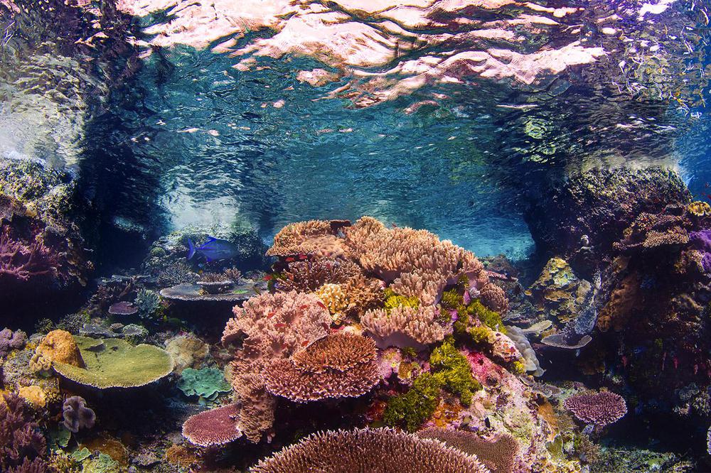 13-coral-reef-in-Komodo-Indonesia-wastewater-pollution