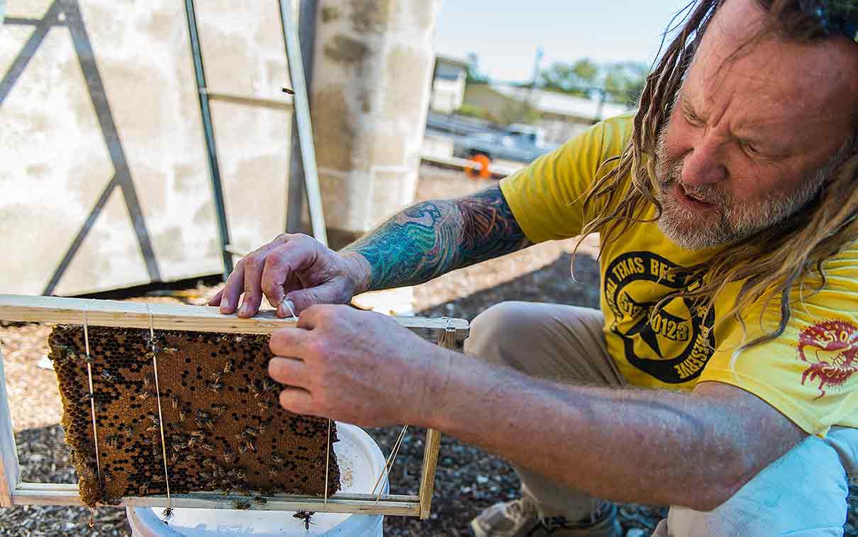 series_de_Abejas_3ok
