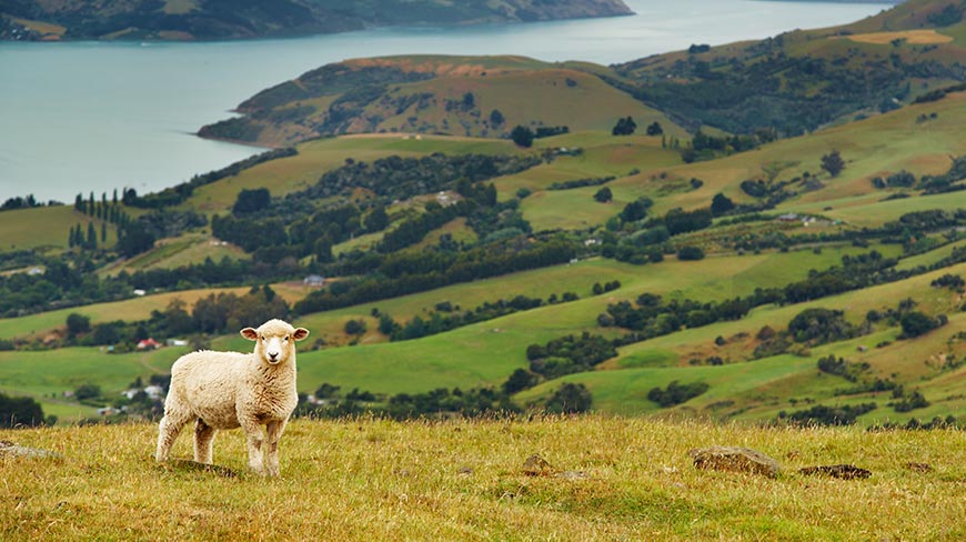 New-Zealand-Landscape-sheep-emissions-ETS-optimised