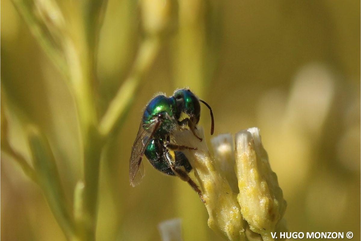 corynura-sp-1200x800