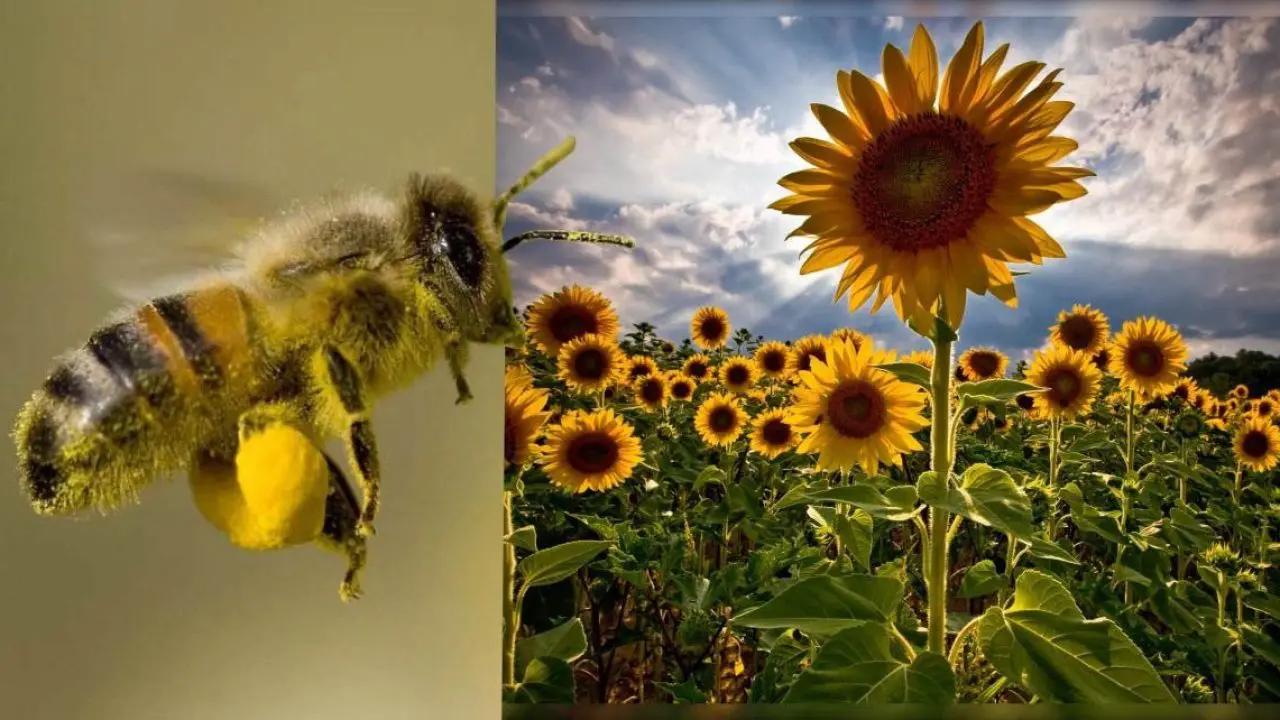 cultivos-de-alimentos-claves-y-las-abejas-9