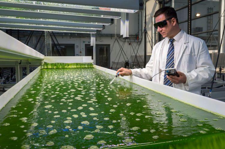 biocombustible-investigacion-algas-universidad-de-munich_750x