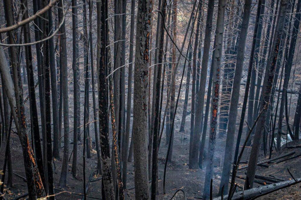 incendios_el_hoyo_columna_2-1024x683