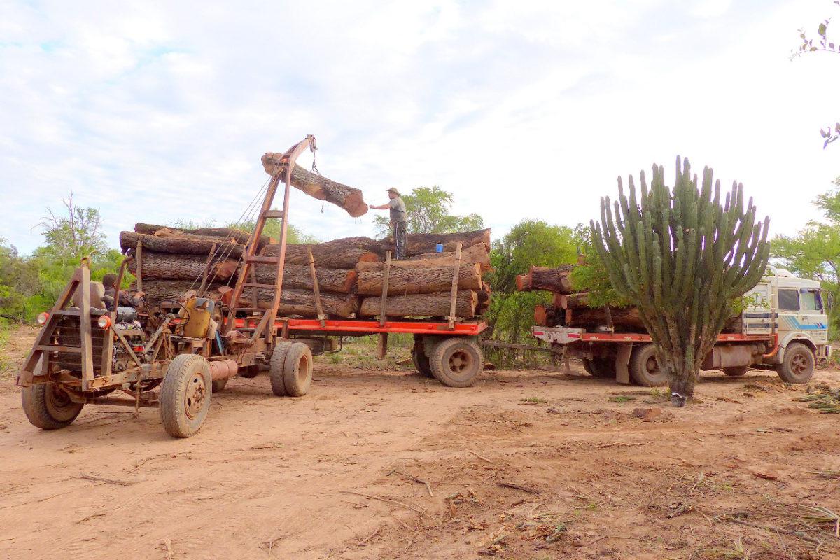 gran-chaco-deforestacion-argentina-15-1200x800