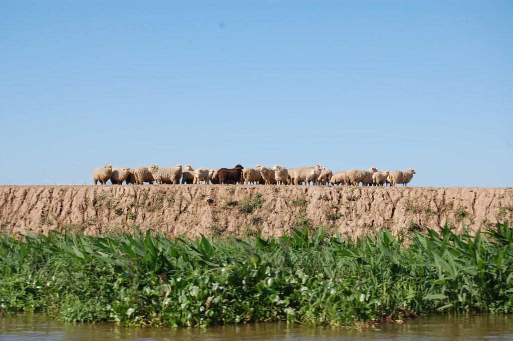 terraplen-y-ovejas-en-villa-Constitución-2010-Natalia-Machain