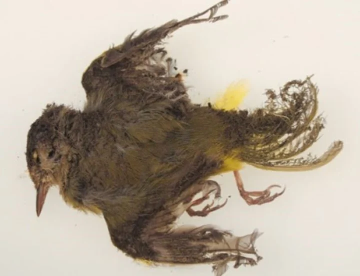 a-fines-de-2014-ecologistas___7XXMgJqhb_720x0__1