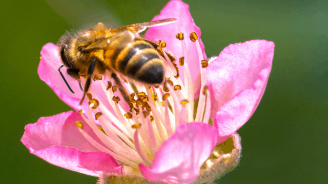 Flores-de-zarzamora-1-640x360