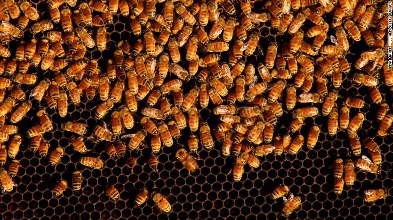 210518122532-01-world-bee-day-2021-five-things-exlarge-169