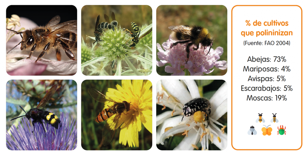insector-polinizadores-1536x790