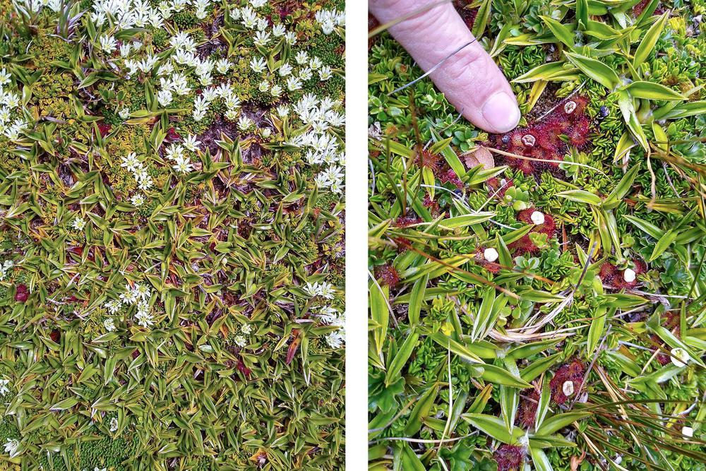 combinacion-de-astelia-pumila-y-donatia-IUJFWLZLYBFLNPXZTRYD3OFTOY