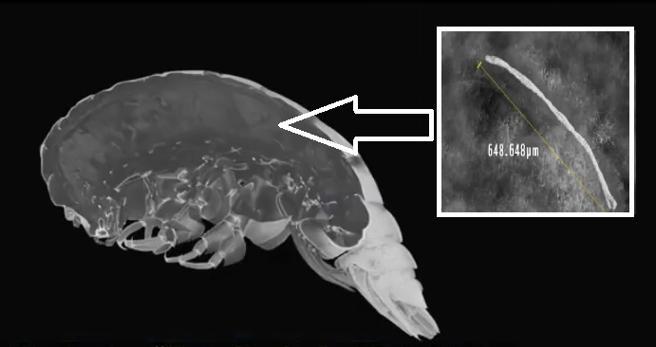 img_jelcacho_20200310-125150_imagenes_lv_terceros_platico_2-kv5E--656x347@LaVanguardia-Web