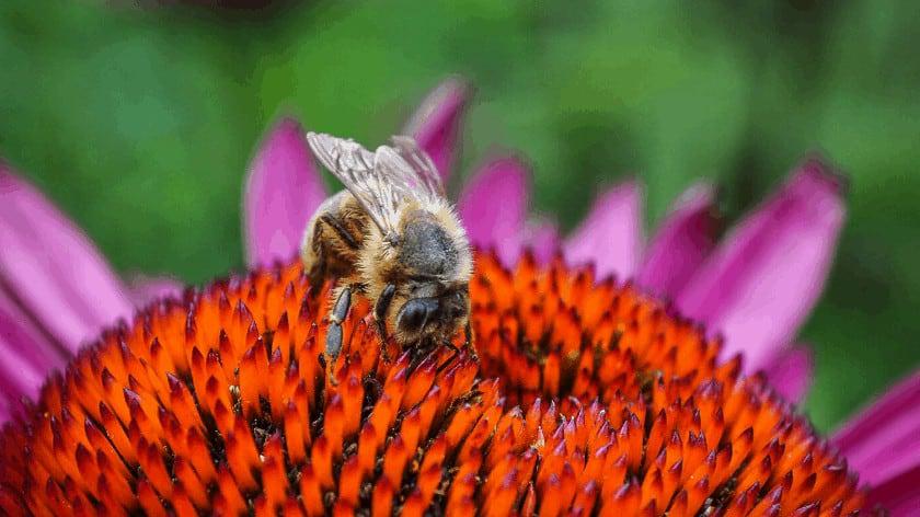 polinizador-pecoreando