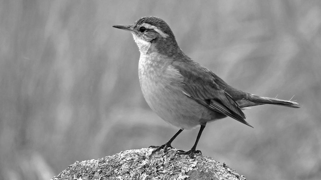 Pajaros-Avistaje-cambio-climático-aves-Remolinera-Serrana