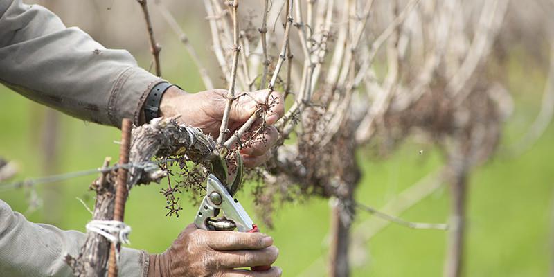 80381e66-podaarbolesfrutales4