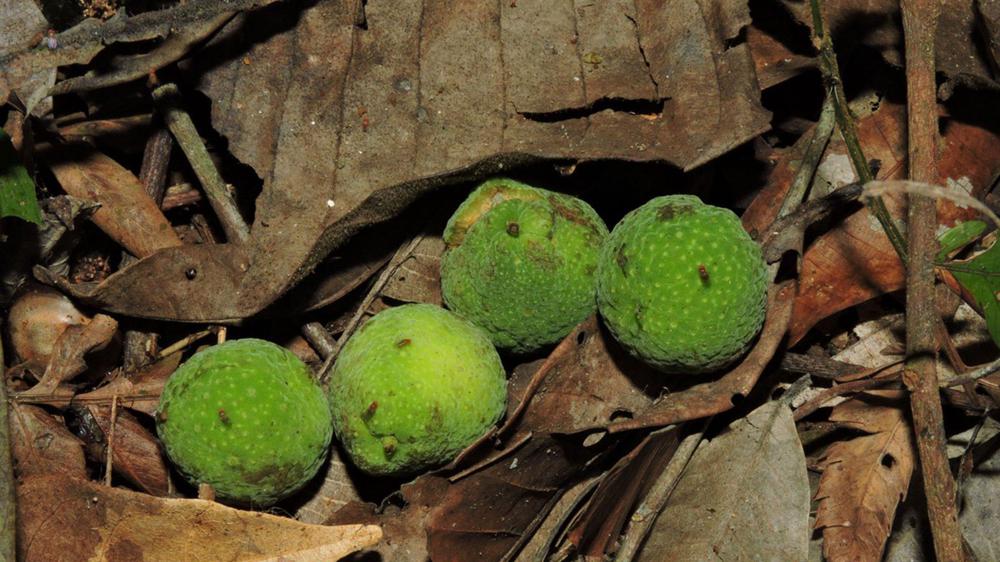 semillas-arbol-ramon-2048x1152