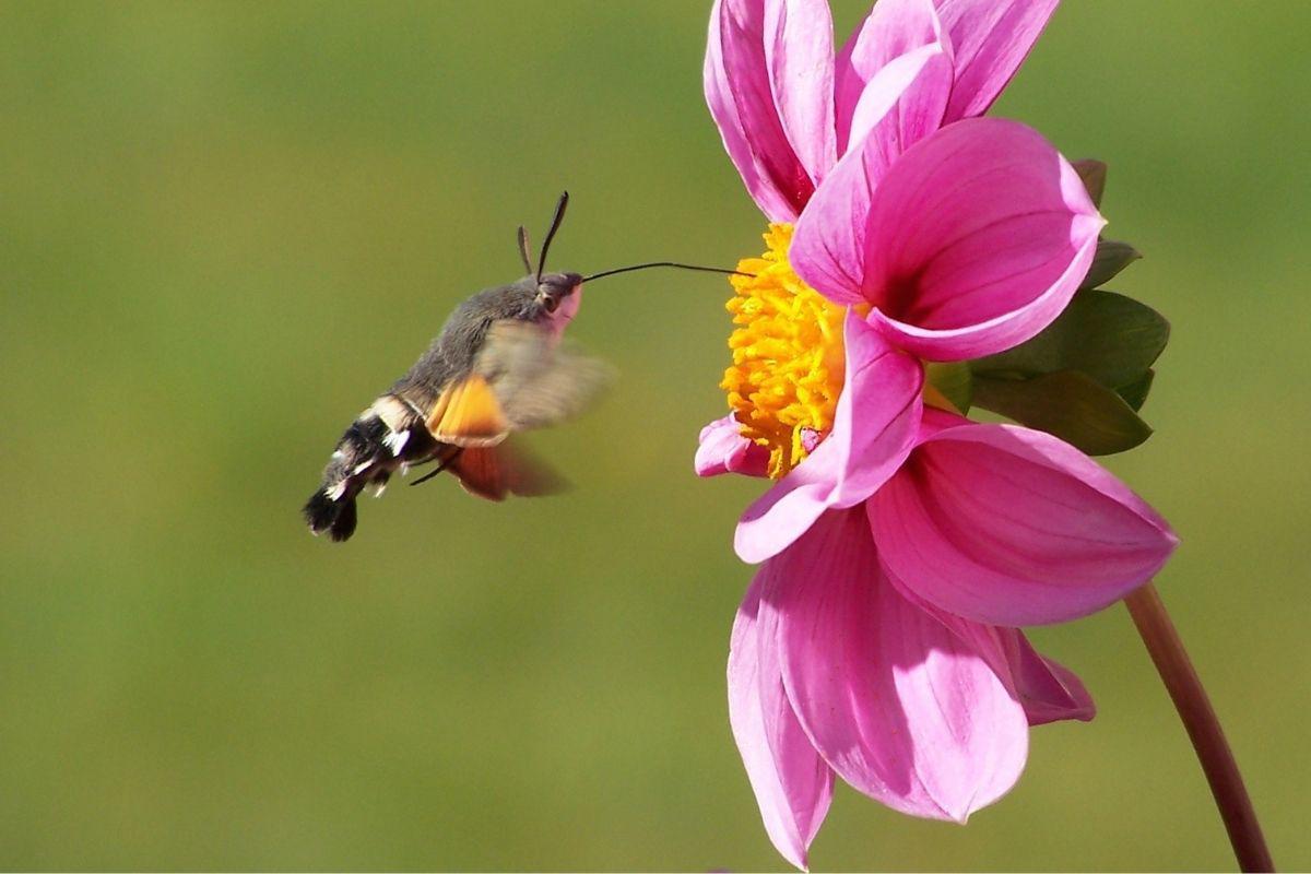 polinizadores-y-flores-8