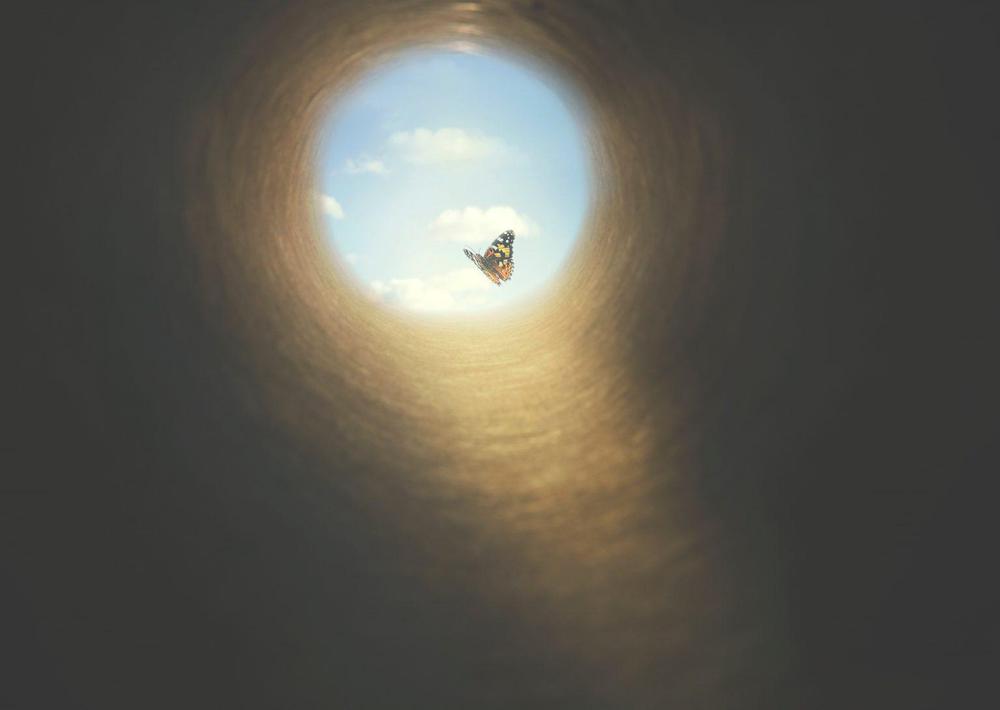 mariposa.11-02-2021.medio-ambiente-1536x1091