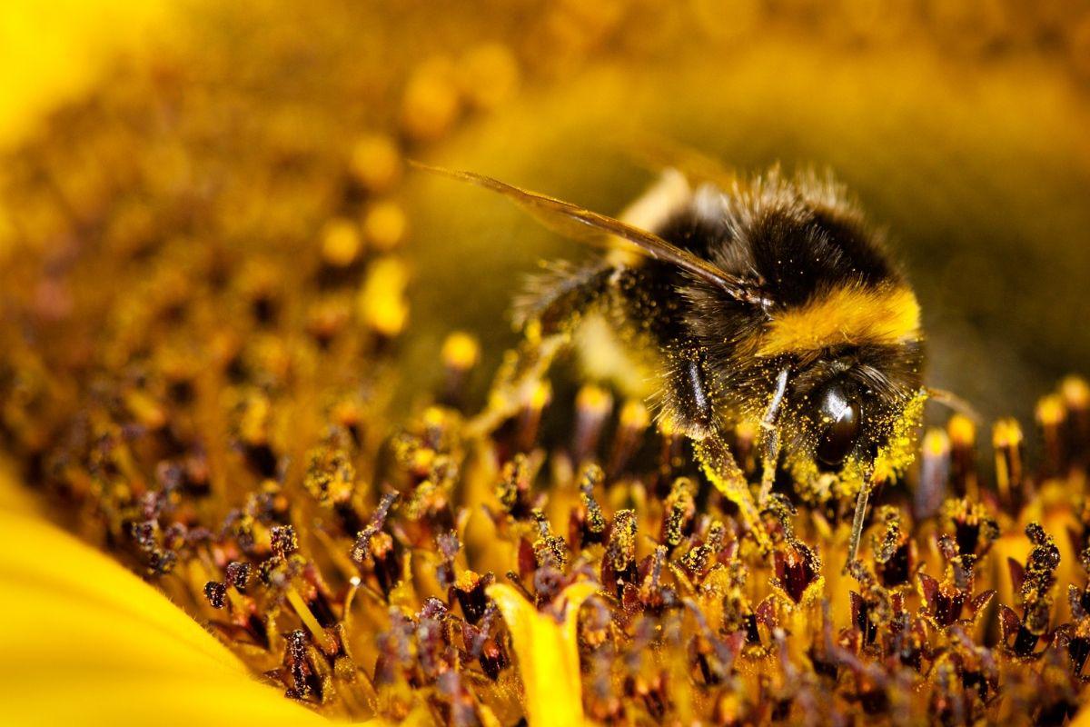 polinizadores-y-flores-10-1