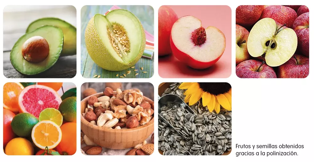 frutos-polinizacion.png