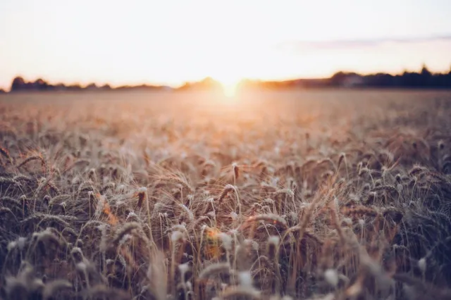 agroecologia-campo-el-planeta-urbano