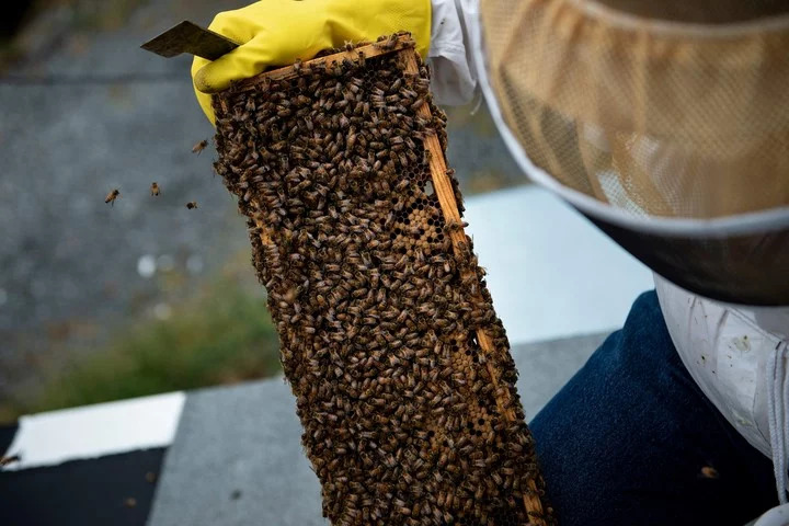 los-cientificos-dicen-que-son___vfFIpYOMM_720x0__1