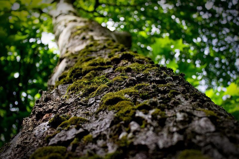 realidad-virtual-arbol-arboles-tree-videojuego-cambio-climatico-6